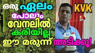 ഏലം l വേനലിൽ കരിയില്ല l ഈ മരുന്ന് അടിക്കൂ l മെത് ലോബാക്ടീരിയ l #cardamom l #krishi l #kvk