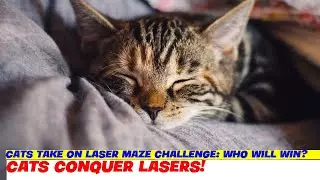 Cats Take on Laser Maze Challenge: Who Will Win?