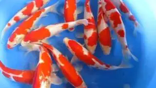 Kohaku Tateshita Mano 30-35 cm Ornafish Japan Co.,Ltd
