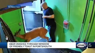 Deer crashes through window of The Friendly Toast in Portsmouth