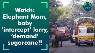 Viral video! Mother elephant, calf block traffic on Mysore highway. This is why&hellip;
