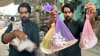 Mini Zoo Kay Liye Bohat Sary Birds Or Cat Lay Li 🦜