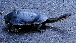 Eastern long-necked turtle walking across bicycle track and scrub into lagoon Chelodina longicollis