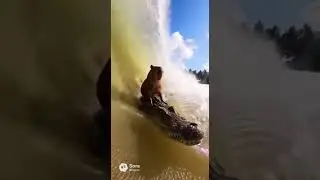 CRAZY CAPYBARA SURFING A CROCODILE BIG WAVE!!! #viral #feed #shorts #fyp
