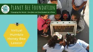Virtual Bee STEM Lessons with Planet Bee Foundation