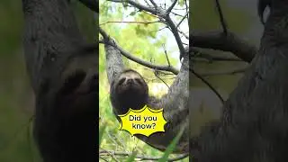 Feeling Lazy? You're Not Alone! | Animal Facts #Shorts #fyp #animals #funny