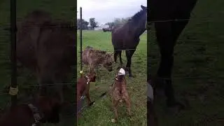Funny donkey #donkey #funny #animals #funnyvideos #Foryou