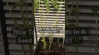 How To Plant Seed In A Peat Pellet Seed Starting Kit From Home Depot!