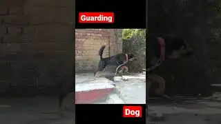 BHOTIA DOG GUARDING 🥶👌😈🤬