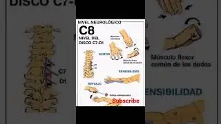 Myotome, dermatome et reflexes...
