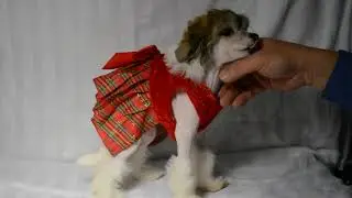 Princess LuluBelle with red plaid holiday dress at 9 and a half weeks