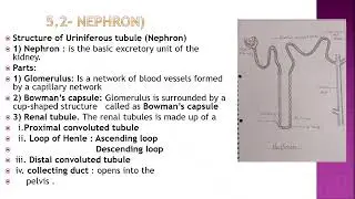 5  ADMLT- Excretory system  DR  MUTHA