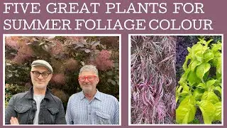 Five Great Plants For Summer Foliage Colour!