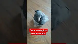 zoological name of Crow|crow name #biology #youtubeshorts #youtubeshorts #youtube #youtubevideos