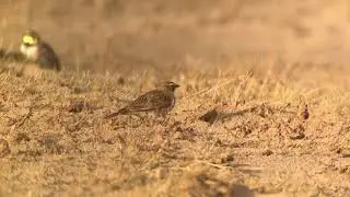 Shorelarks Holkham 23rd January 2018