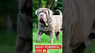 King Of Guard Dogs 👑 | Neapolitan Mastiff