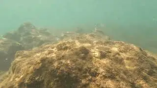 bulanık suda balıklar