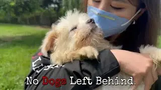 Hope After Horror: The Journey of Dog Meat Trade Survivors to Happiness