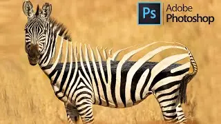 Adobe Photoshop Photo Manipulation Speed edit -transparent zebra