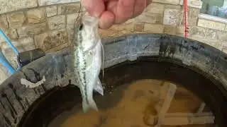 Our pet bass May!