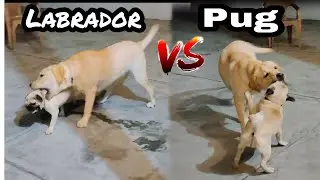 Labrador vs Pug | Bella Nehra