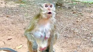 Pitiful When See Amari Crying a Longtime To Find Lori|Lori Was Brought To Vet By Group Photograpers.