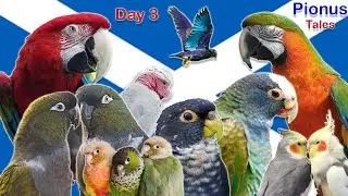 Pionus Parrot Free Flying Holiday in Scotland - Part 3/3