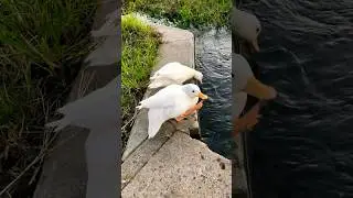 Happy ducks funny #mypetdn #duck #birds #animals #duck #nature #cute #funny #goose #cuteanimals