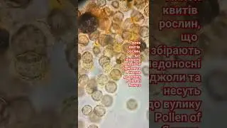 Pollen of flowers. ПИЛОК КВІТІВ ЩО ЗБІРАЮТЬ МЕДОНОСНІ БДЖОЛИ та несуть до вулику.