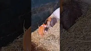 #Mutterliebe in der Natur#Geborgenheit: Tierbabys bei Mama#Baby animals with their mother#farmlife