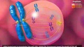 Cell Cycle and Mitosis 3D Animation