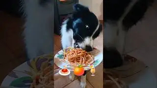 ❤️ISCRIVITI❤️ Cane mangia! Video rilassante! Dog eating! Relaxing video! 🍝🍊🍹#food #eat #relax #cibo