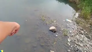 air gun fishing