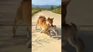 Don’t run, let’s have a nap together #funnydogs #funnyvideo #shorts