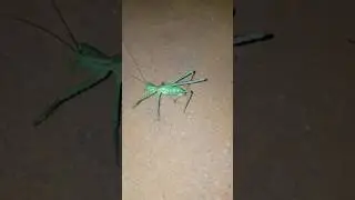 Giant Green Bush Cricket