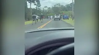 Police release new details about large Hilo brawl