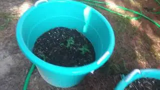 Garden and Meat Rabbit Update 32