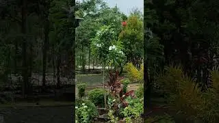 🎧🎧 Gentle rain water sound, soft flowing water for relaxing your mind