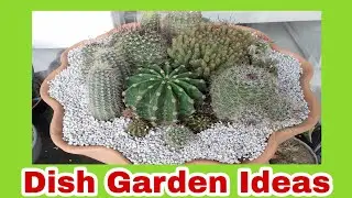 #TableTopGardenIdeas | DishGardenIdeas | Cactus Garden | How to Make Dish Garden
