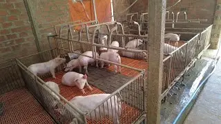 15 Chú Heo 10 Ngày Nuôi Ăn Hết 6 Bao Cám Vàng