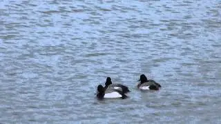 20130303 Lesser Scaups