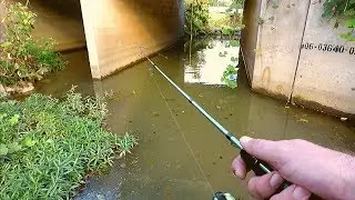 Searching for Trophy Redbreast Sunfish
