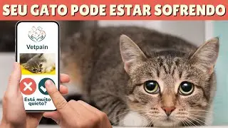 COMO SABER SE O GATO ESTÁ COM DOR: sintomas de dor em gatos e gato em posição de dor