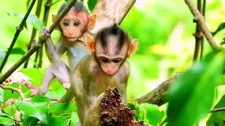 Cutest Moments! Baby Monkey Bonds with Newborn Friends 🐒👶💕
