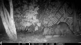 Babies learning to dunk and eat solid food.
