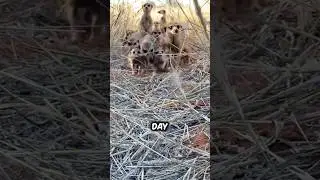 Introducing the meerkat. #shorts