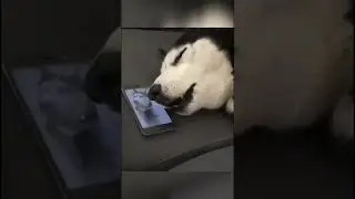 Top Funniest Husky Moments.  🤣🤣🤣🤣 #shorts #Dog #HuskyVideos #Pet #PetVideos #Youtubeshorts