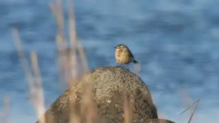 Buff-bellied Pipit / Hedpipl&auml;rka (Anthus rubescens)