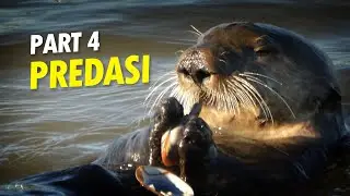 Predasi Moluska Bercangkang #AlamSemenit