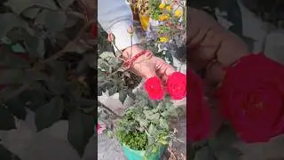 Winter Hai Desi Rose Ka Peak Season!🌹